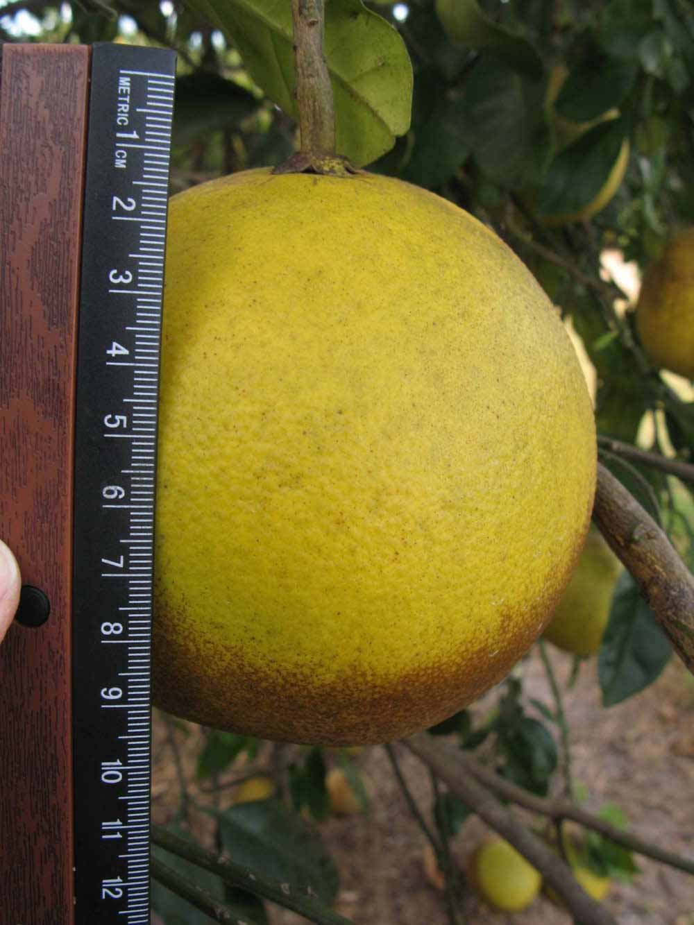            Fruit (Winter Haven, FL)   